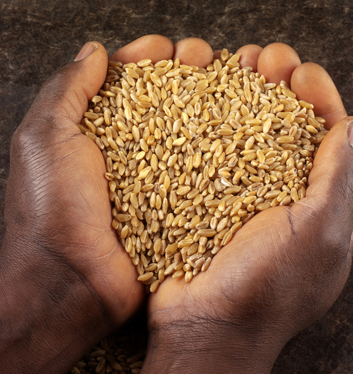 Wheat Improvement Program :
