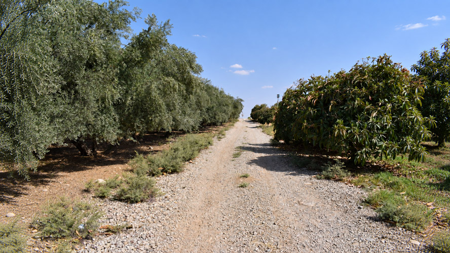 Orbit Global horticulture project