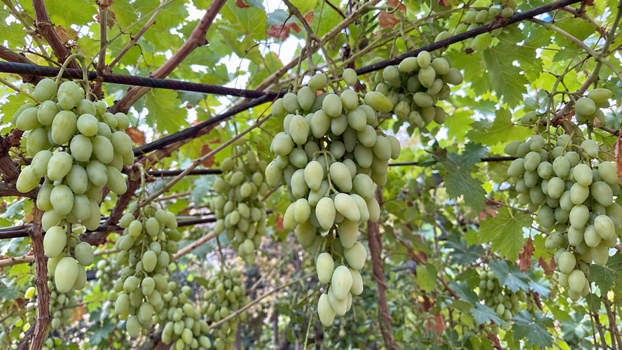 Orbit Global horticulture project