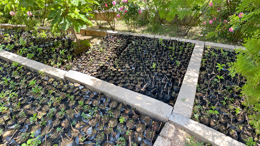 Orbit Global horticulture project