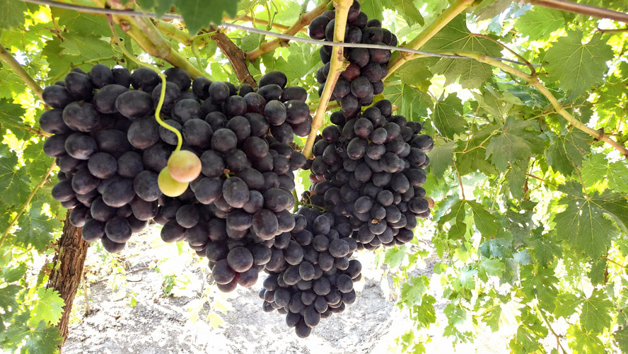 Orbit Global horticulture project