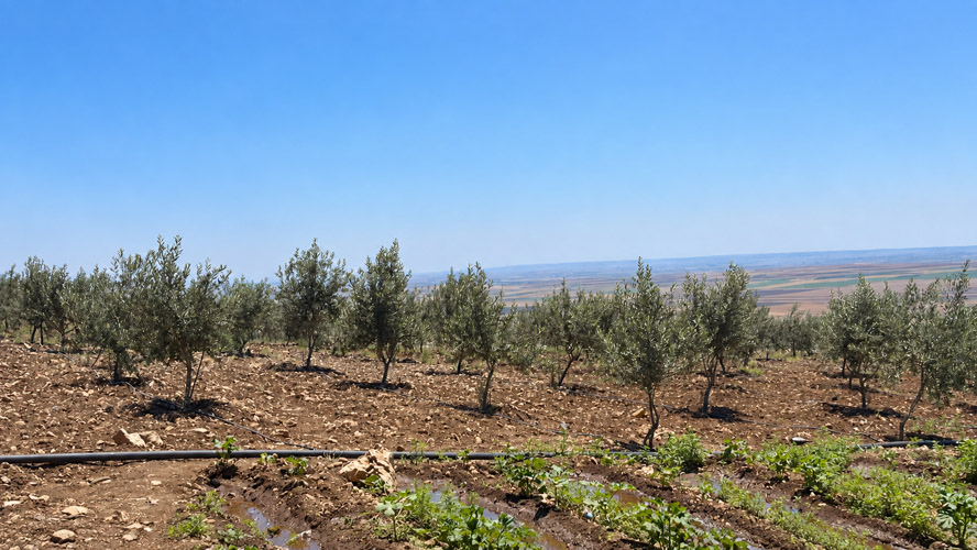 Orbit Global olive project