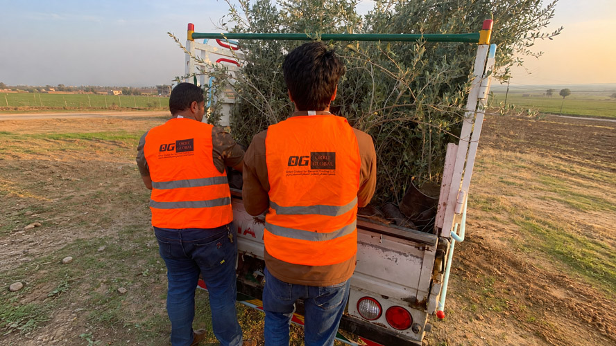 Orbit Global olive project