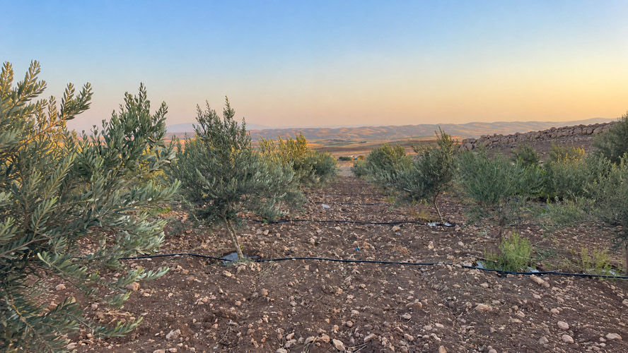 Orbit Global olive project