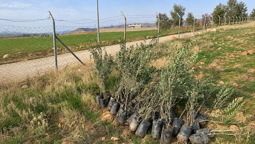 Orbit Global olive project