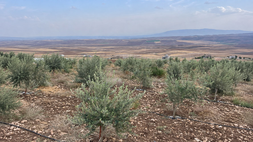 Orbit Global olive project