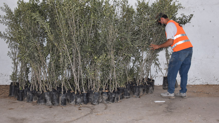 Orbit Global olive project