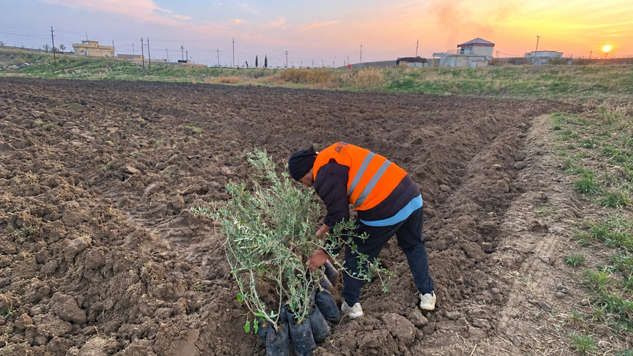 Orbit Global olive project