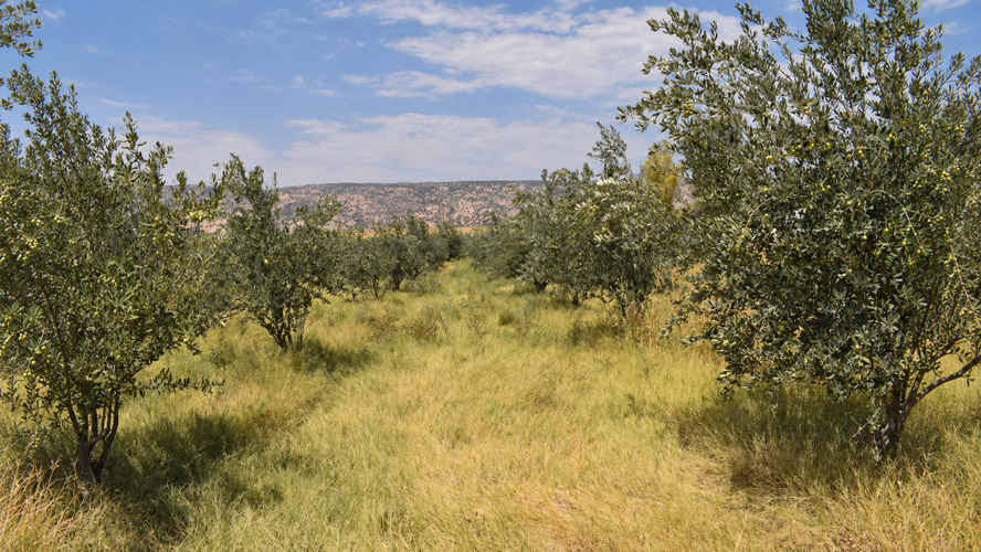 Orbit Global olive project