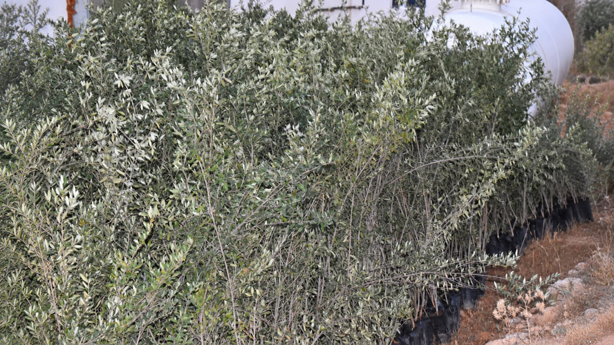 Orbit Global olive project