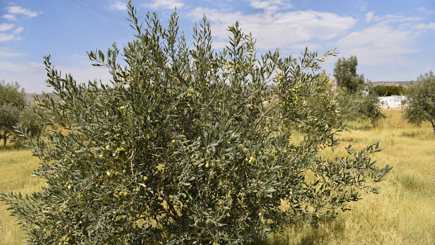 Orbit Global olive project