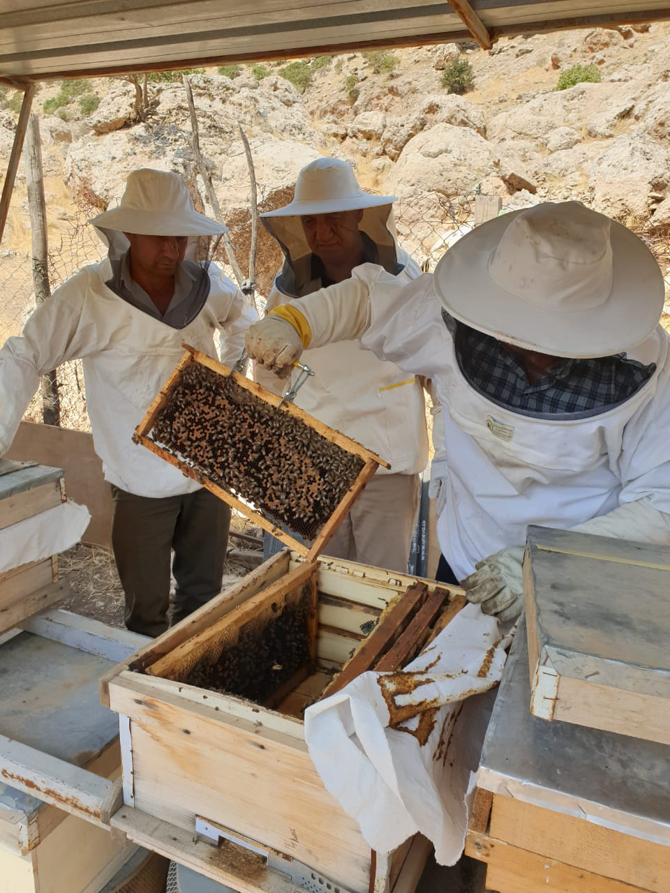 Honey Apiaries Improvement