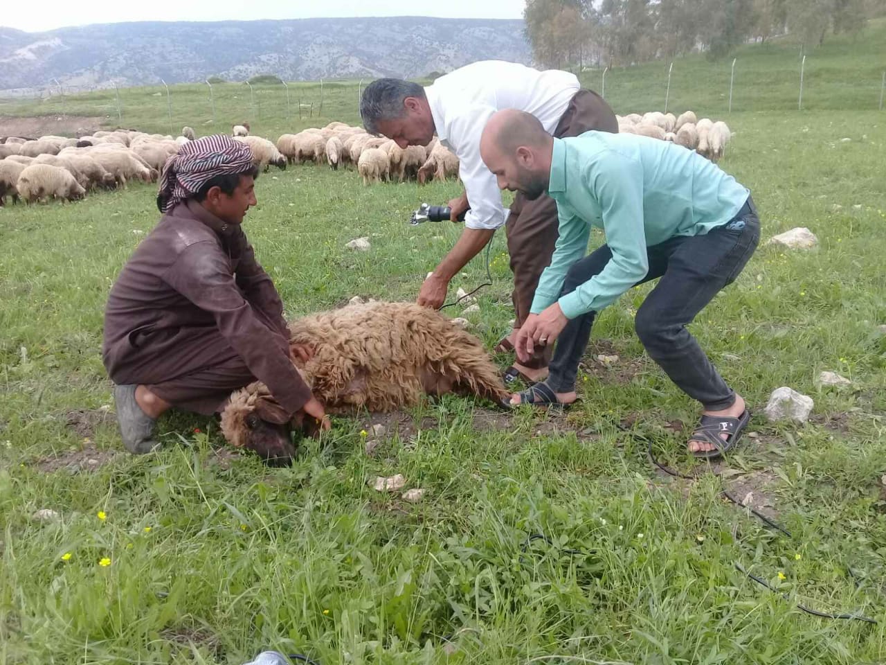 IMAGE-6