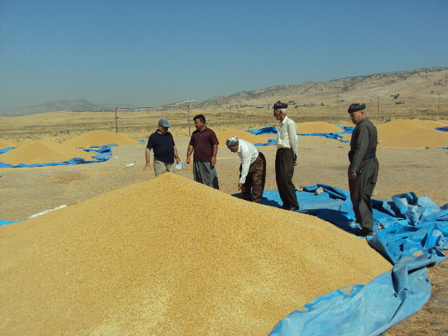 Wheat Improvement Program - Image 3
