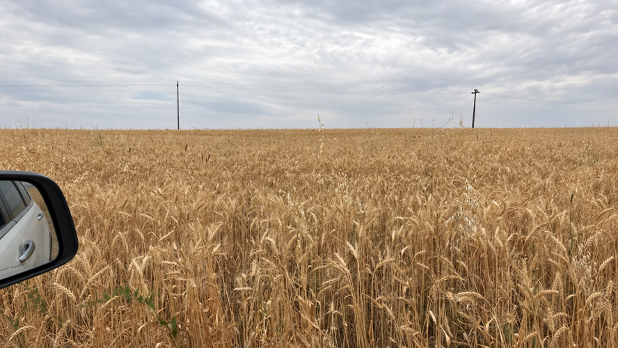 Wheat Improvement Program